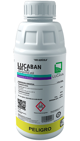 Lucaban 480 C.E